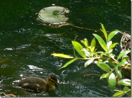 baby duck with lily pad