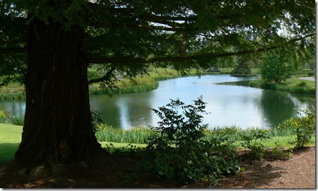 Dawson Creek pond & shade 5-10-12