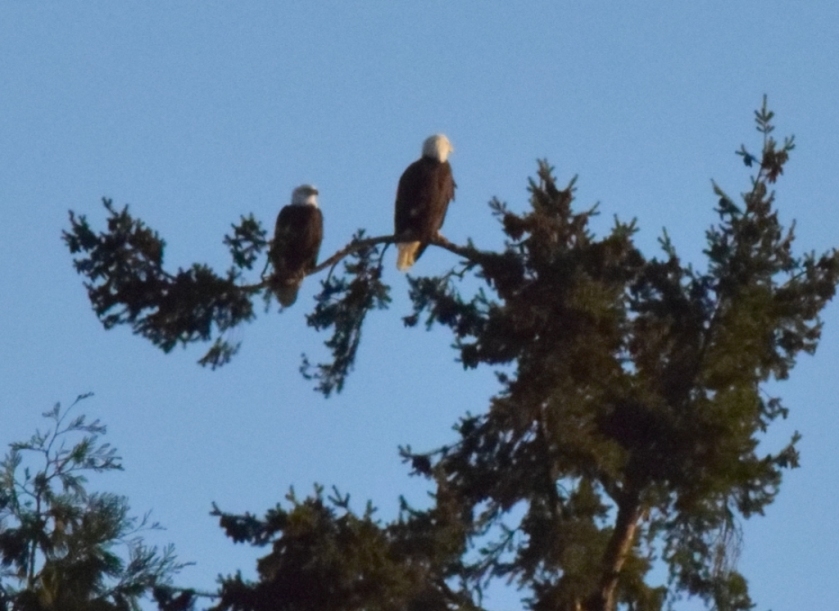 eagles in afternoon sun 12-28-14