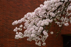 blossoms like snow 3-1-15