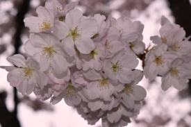 Cherry blossoms compressed 3-13-15