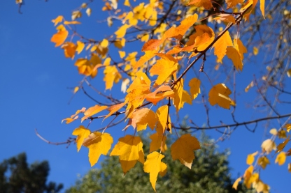 Leaves of gold 11-15-15