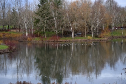 122615 winter pond