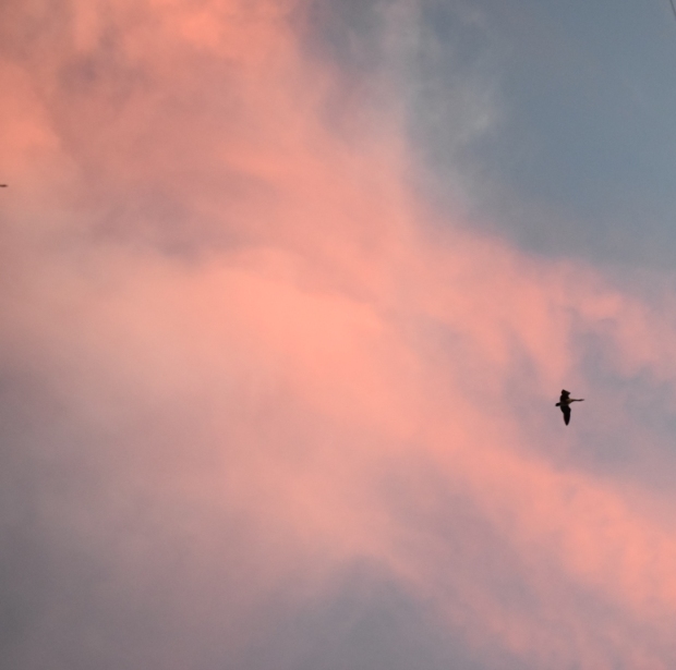 Goose with pink clouds